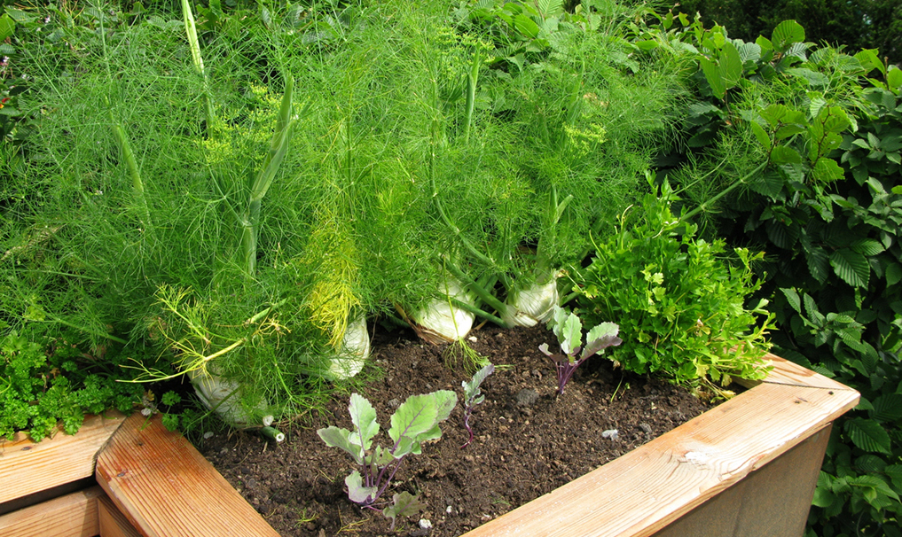 #1 Backyard Weed for Arthritis: Gout, Rheumatoid & Osteoarthritis 2 Fennel Stock 117642818
